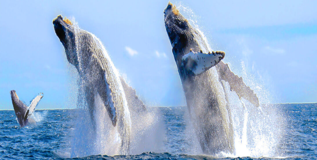 San-Francisco Whales-watching-Tour- Monterey-Bay-Attractions